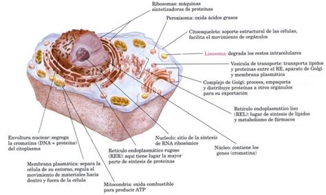 Imagen de una célula animal: orgánulos y sus funciones ...