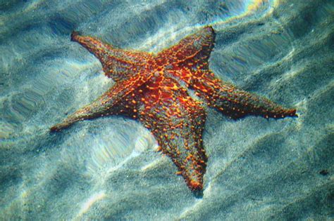 Imagen Estrella De Mar. Excellent Estrella De Mar. Great ...