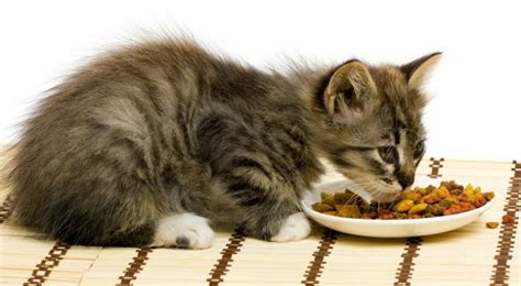 Imagen   Gato comiendo.jpg | Wiki Reino Animalia | FANDOM ...