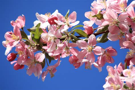 Imagen gratis: , Flores, primavera, rama, árbol de ...