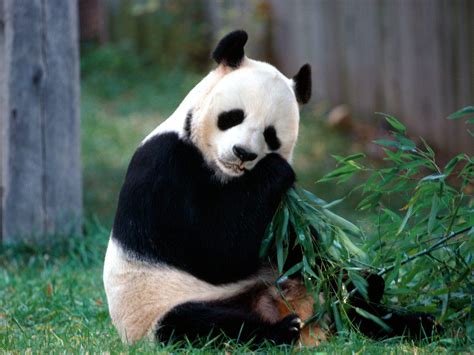 IMAGENES ANIMALES EN ALTA DEFINICION: IMAGEN OSO PANDA ...