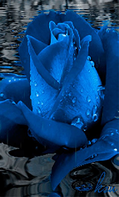 Imagenes Con Movimiento De Flores Azules Con Agua
