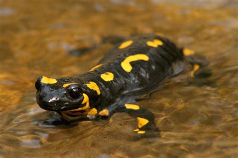 Imagenes de animales de anfibios   Imagui