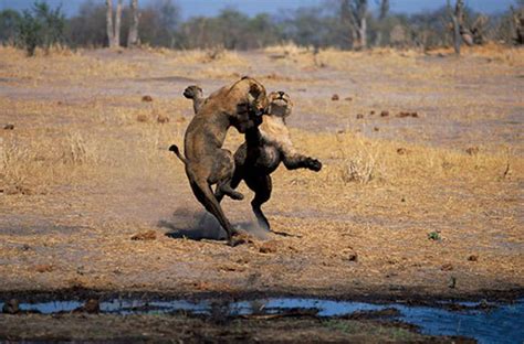 Imágenes de Animales Salvajes de África