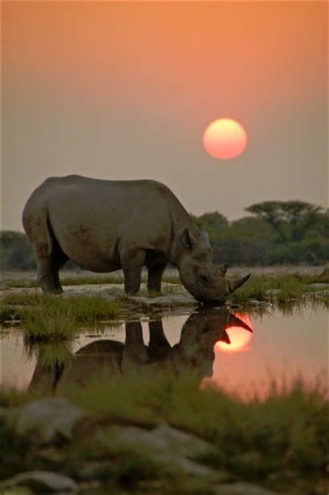 Imagenes de animales salvajes de Africa para imprimir ...