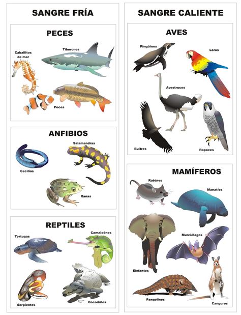 Imágenes de animales vertebrados para imprimir | Material ...