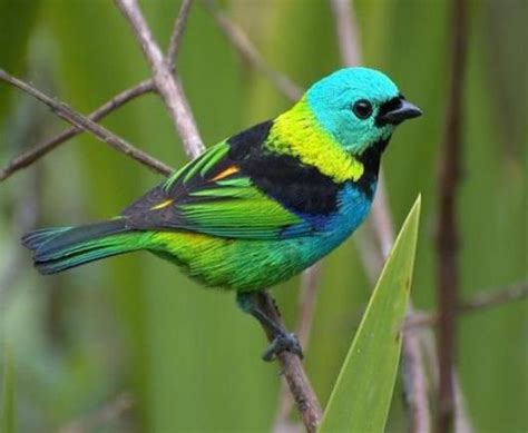 Imagenes de aves bonitas para fondo celular | fauna ...