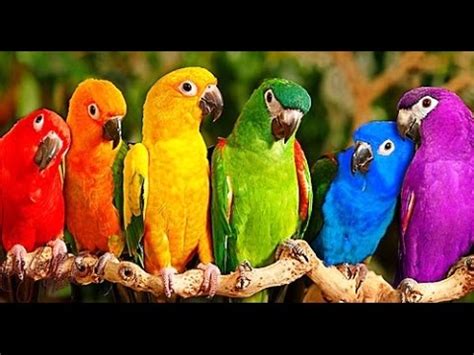 Imágenes de aves en peligro de extincion en el mundo   YouTube