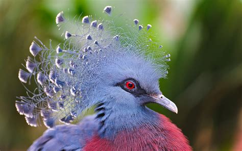 Imagenes de aves exoticas   Imagui