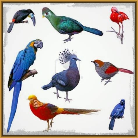 imagenes de aves exoticas volando Archivos | Imagenes de ...