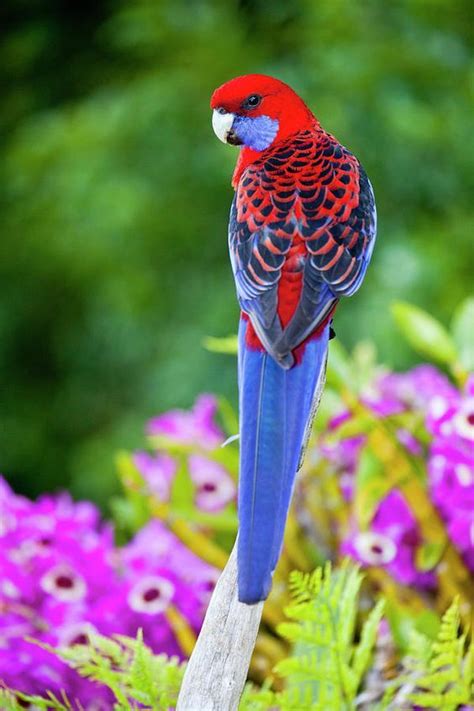 Imagenes de aves hermosas del mundo | Imagenes De Aves ...