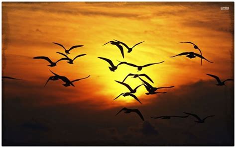 imagenes de aves volando para imprimir Archivos | Imagenes ...