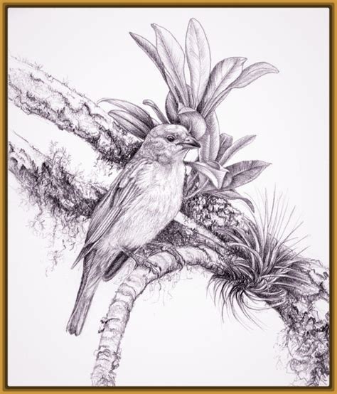 Imagenes de Dibujos de Aves para pintar | Imagenes de Pajaros