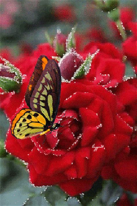 Imagenes De Flores Con Mariposas Con Movimiento