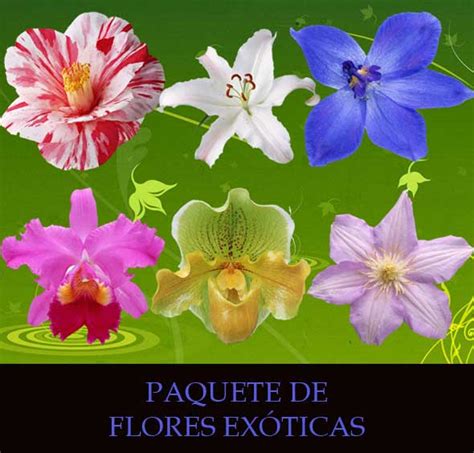 Imagenes de flores exoticas con sus nombres   Imagui