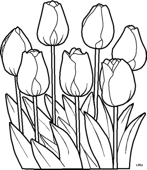 Imágenes de Flores para colorear   Dibujos De