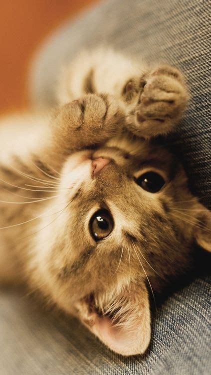 Imágenes de gatos bebe dulces para compartir hoy: Fotos ...