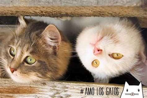 Imágenes de Gatos Bonitos en graciosas situaciones ...