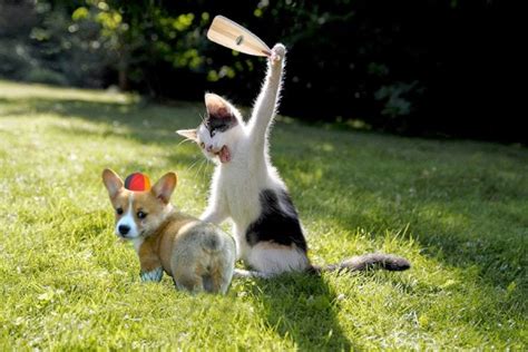 Imágenes de Gatos Bonitos en graciosas situaciones ...