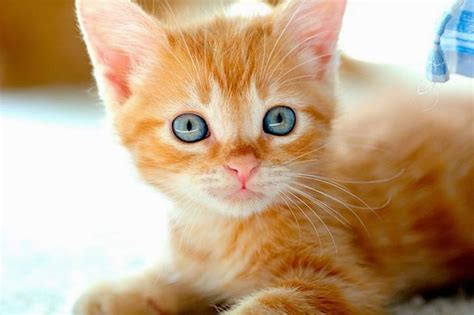 Imagenes de gatos   gatitos: Fotografia gatito colorin ...