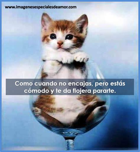 imagenes de gatos tiernos con frases graciosas – Imagenes ...