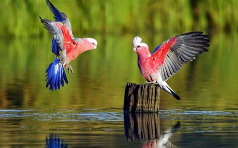 Imagenes de hermosas aves exoticas | aves | Pinterest ...