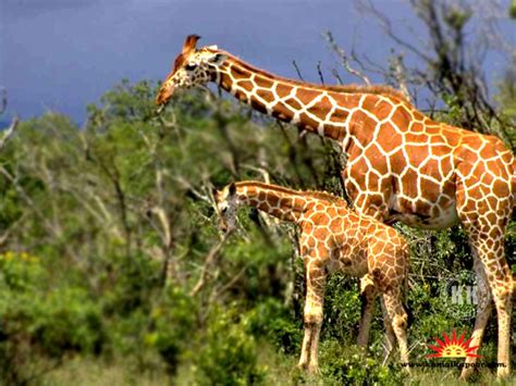 Imagenes de jirafas animadas jirafas fotos bonitas jirafa ...