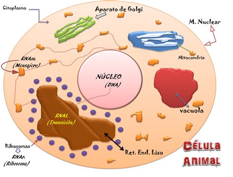 imagenes de la celula animal definicion de celula vegetal ...