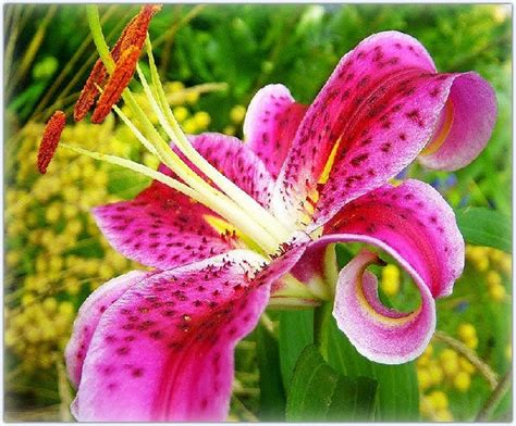 Imagenes De Las Flores Hermosas | Imagenes Para Mama