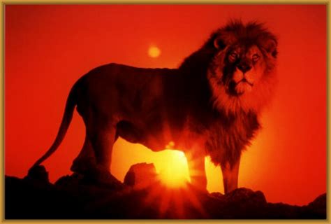 Imagenes de leones a color divertidos | Imagenes de Leones