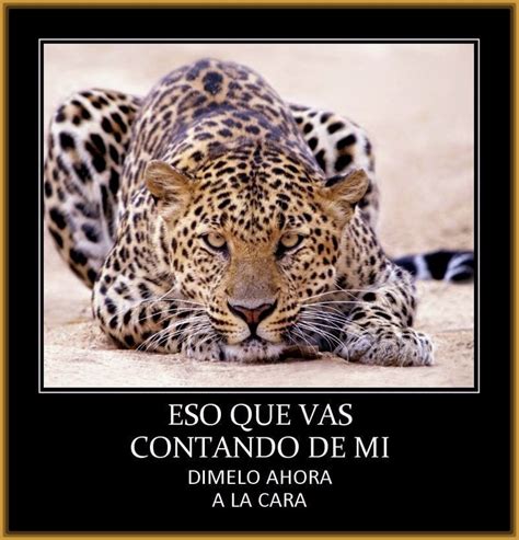 imagenes de leopardos con frases lindas Archivos | Fotos ...