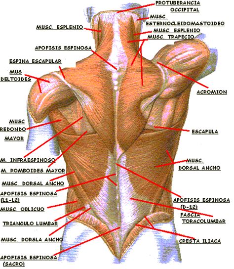 Imagenes de los musculos de la espalda