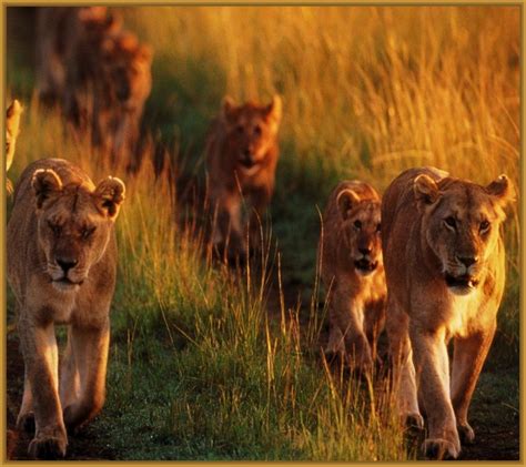imagenes de manadas de leones Archivos | Imagenes de Leones