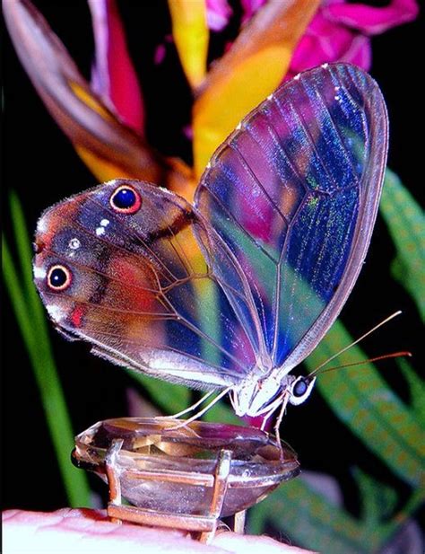 Imágenes De Mariposas Para Descargar Gratis con Fotos de ...