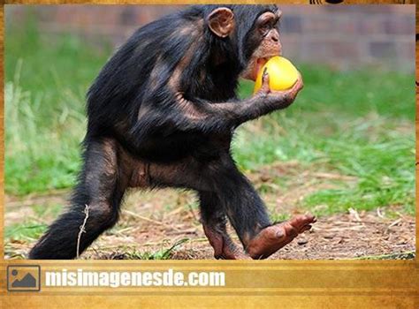 Imágenes de monos graciosos | Imágenes
