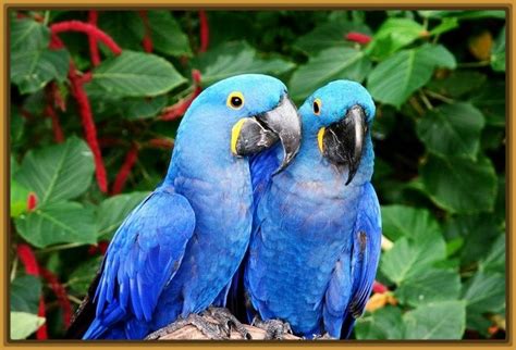 Imágenes de Pájaros Exóticos para descargar | Imagenes de ...