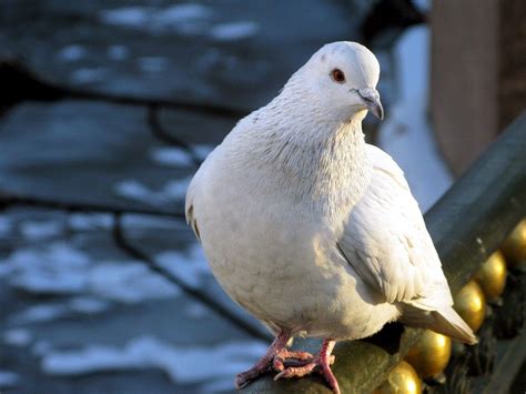 Imágenes de Pájaros: Palomas Blancas | animales ...