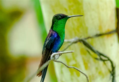 Imágenes de pájaros y aves exóticas | Aves Exóticas