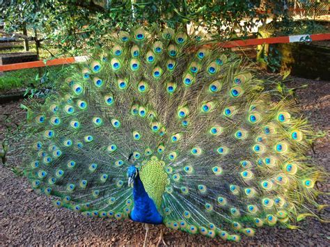 Imágenes de pájaros y aves exóticas | Aves Exóticas