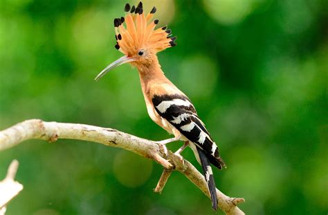 Imágenes de pájaros y aves exóticas | Aves Exóticas