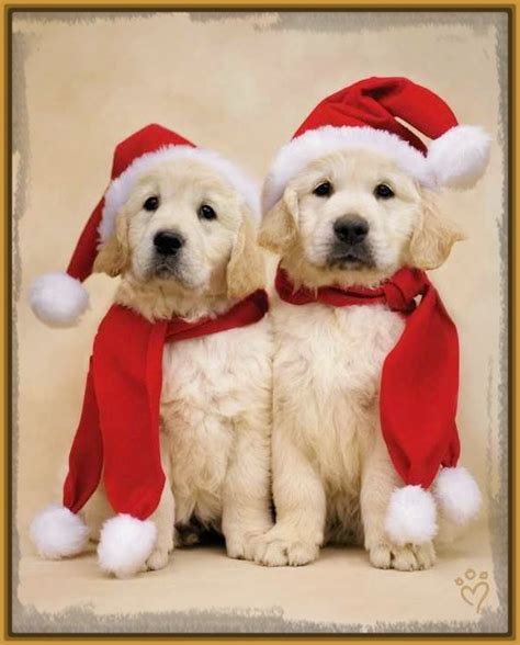 Imagenes de Perritos en Navidad para descargar | Imagenes ...