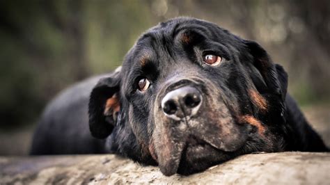 Imagenes de Perros Rottweiler | Fotos e Imágenes en FOTOBLOG X