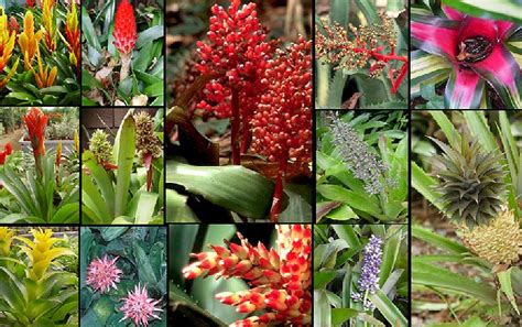 Imagenes de plantas   Imagui