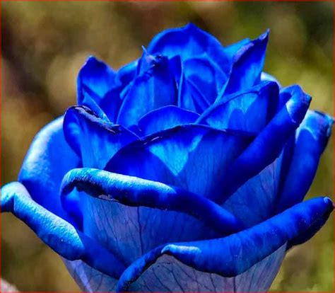 imagenes de rosas azules Gallery