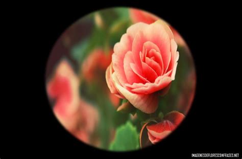 Imágenes De Rosas Bonitas Para Perfil Flores Preciosas