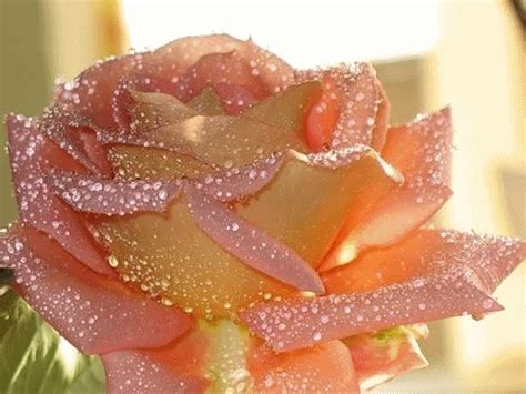 Imágenes de rosas brillantes   gif