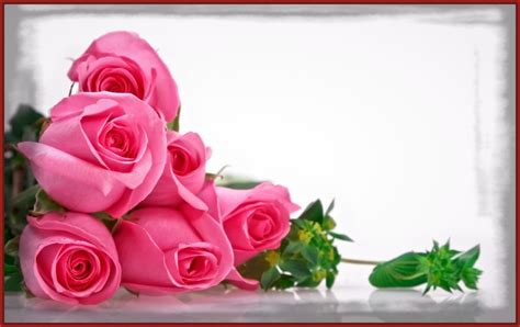 imagenes de rosas hermosas Archivos | Imagenes de Rosa