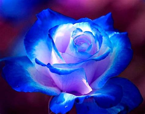 imágenes de rosas hermosas.jpg  960×756  | estrella ...