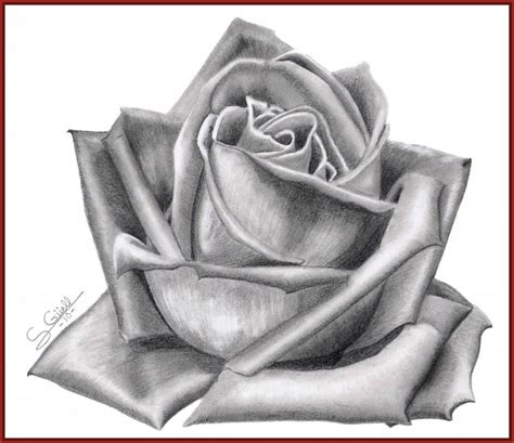 imagenes de rosas para dibujar a lapiz Archivos | Imagenes ...