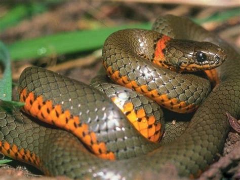 Imágenes de Serpientes   Fotos de Reptiles | Fotos e ...